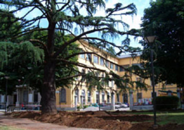 albero piazza mazzini municipio tradate