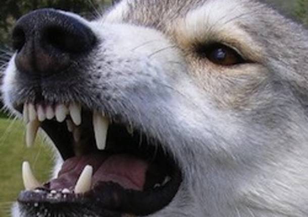cane aggressione