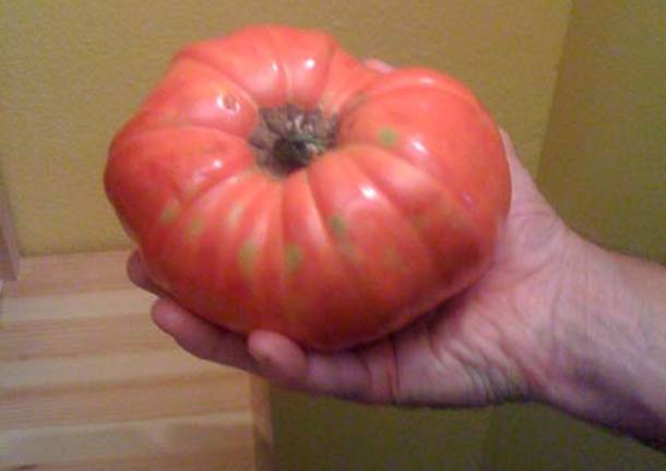 pomodoro gigante