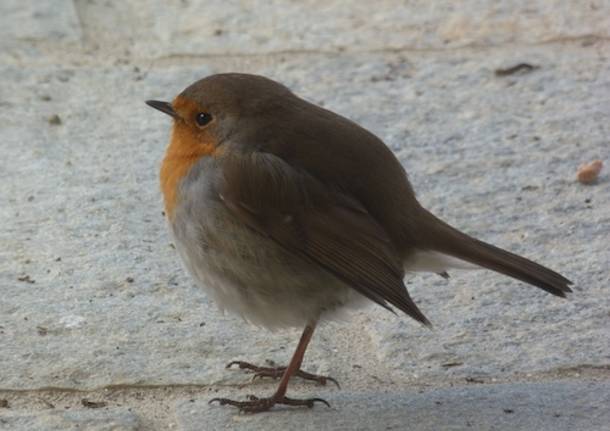 pettirosso lipu