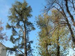 alberi piazza risorgimento apertura