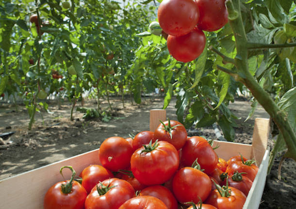 orti orto urbano pomodori