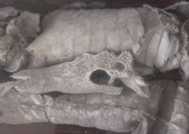 drago di breno museo baroffio apertura varese sacro monte