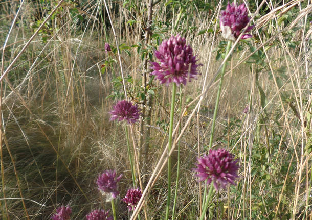 Il vilucchio e il cardo scardaccio