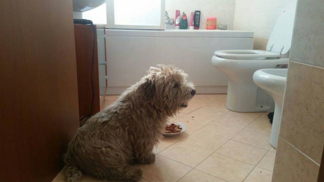 Cagnolino trovato a Ispra