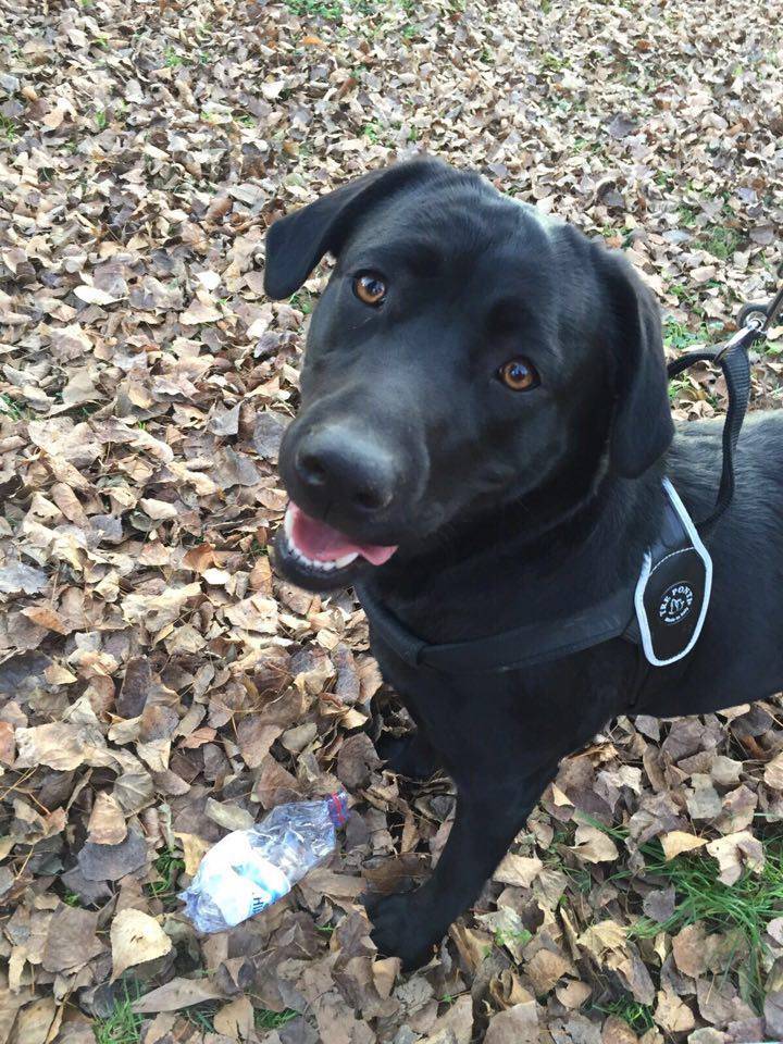 Smarrito un Labrador