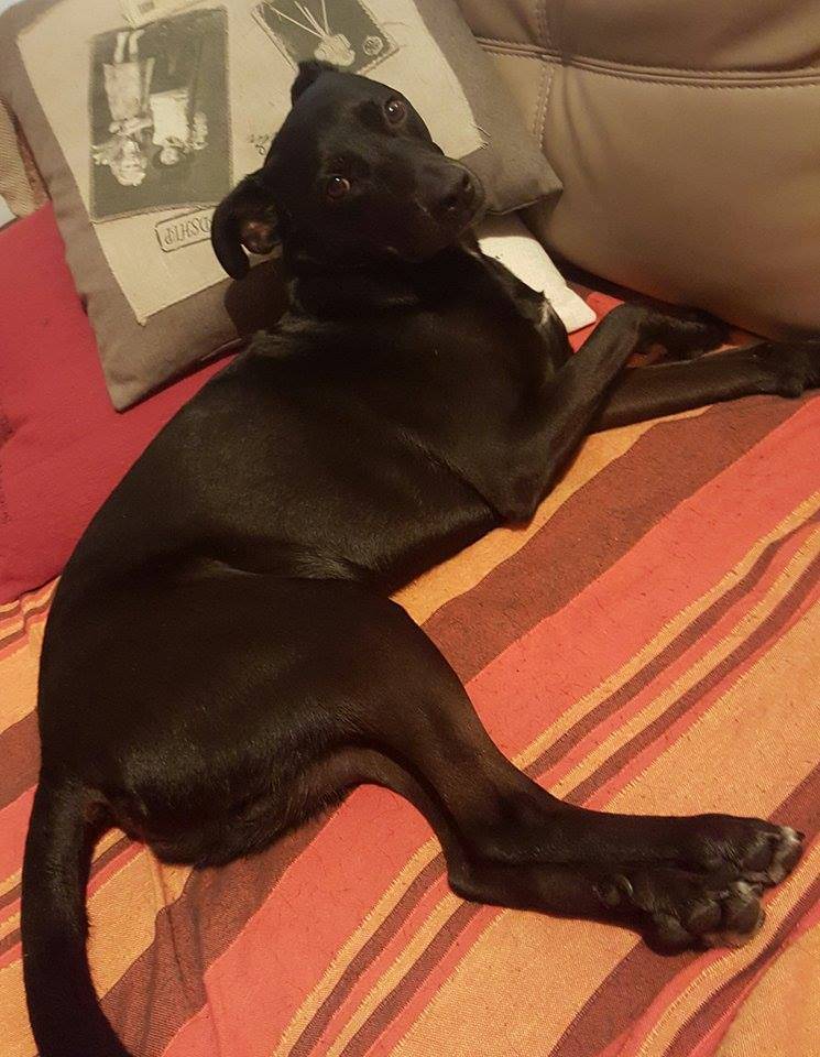 Cerchiamo Black