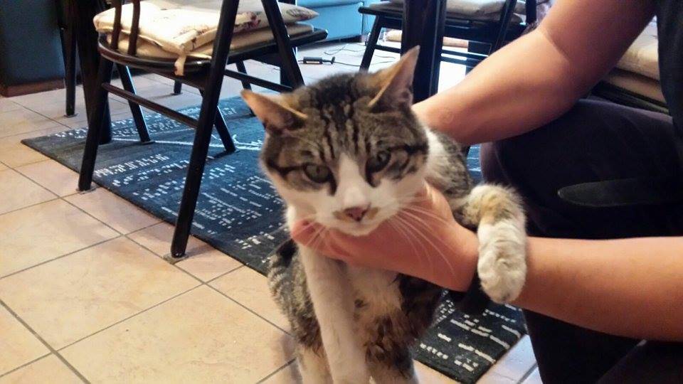 Gatto trovato a Gavirate