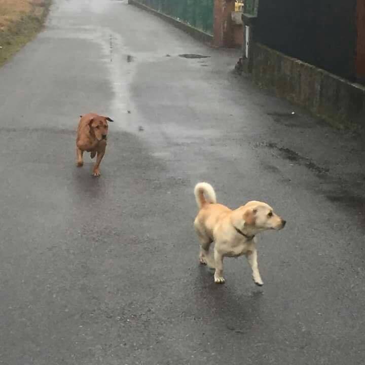 Persi due cani a Caronno Varesino