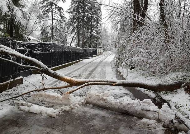Neve di marzo: pregi e difetti