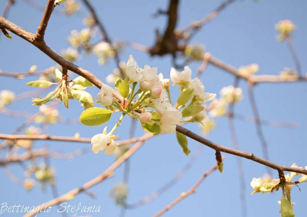 sbocciano i fiori