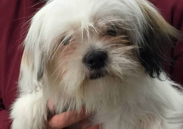 Adottata per cinque mesi e poi restituita, ora cerca amore vero Dimensione animali luino