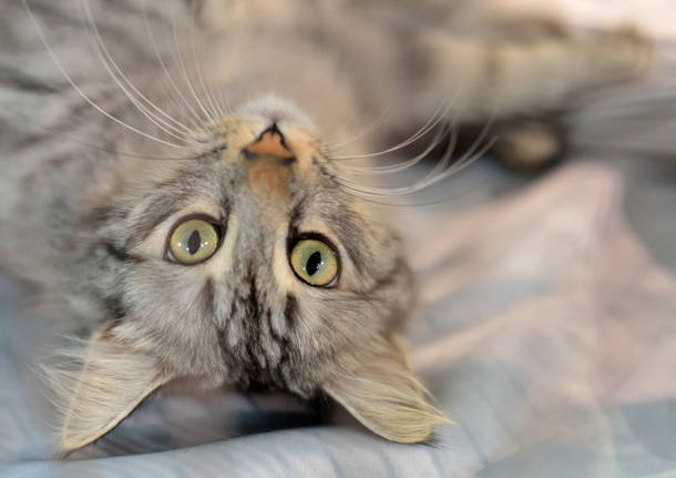 Gatti in mostra a Carnago