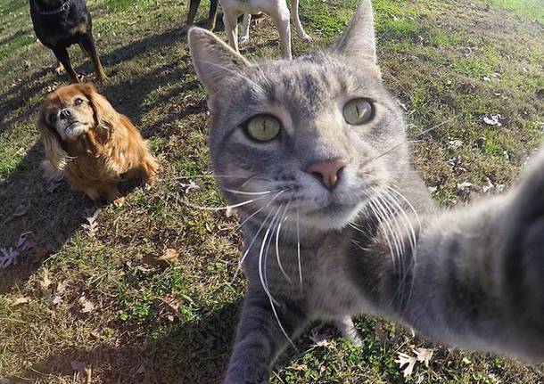 Il gatto che ha imparato a farsi i selfie