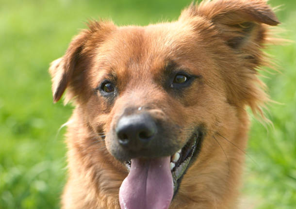 Cagnolini "a caccia" di padrone