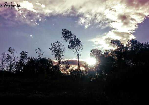 Il vento tra gli alberi