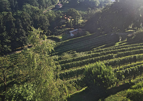 Un vino "da stellati " ad Azzate