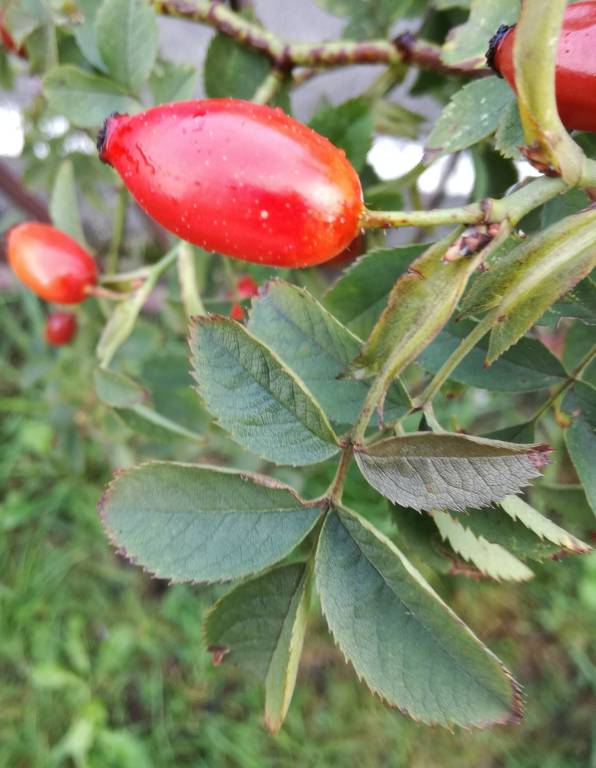 Bacche, radici ed erbe commestibili, Nutrirsi con la natura,Cosmesi naturale