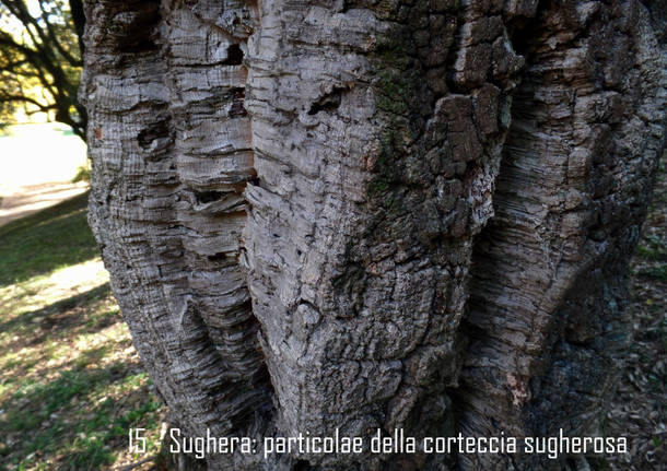 La quercia da sughero di Villa Mylius