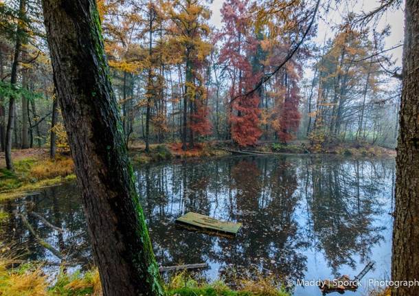 I colori del bosco d'autunno