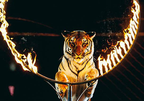 Circo animali