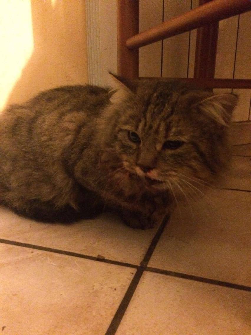 Gatto investito a Olgiate Olona