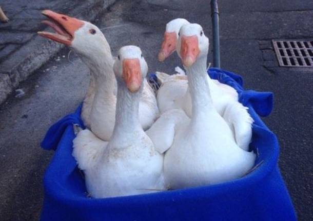 varie animali