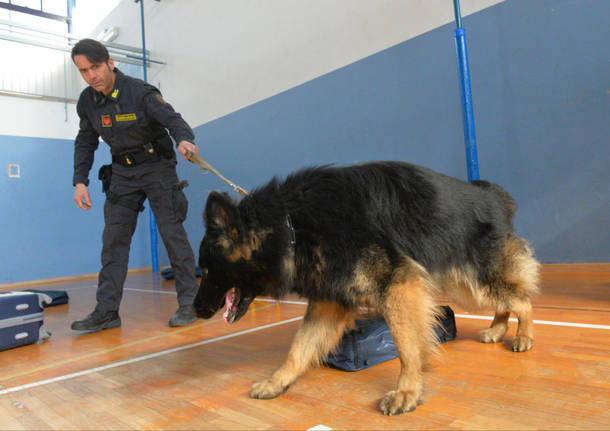 cane