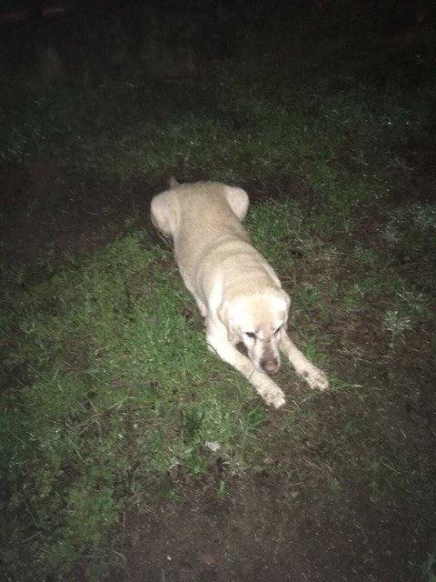 cane smarrito magnago