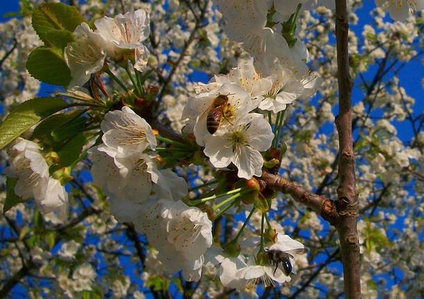 La primavera di Antonio Kawasaki