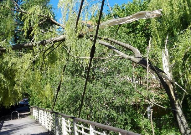 Vento ultimi danni: vetrata in frantumi a scuola, albero sul ponte del Lura
