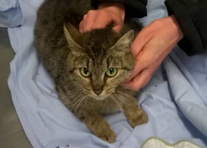 Gatto di Sara