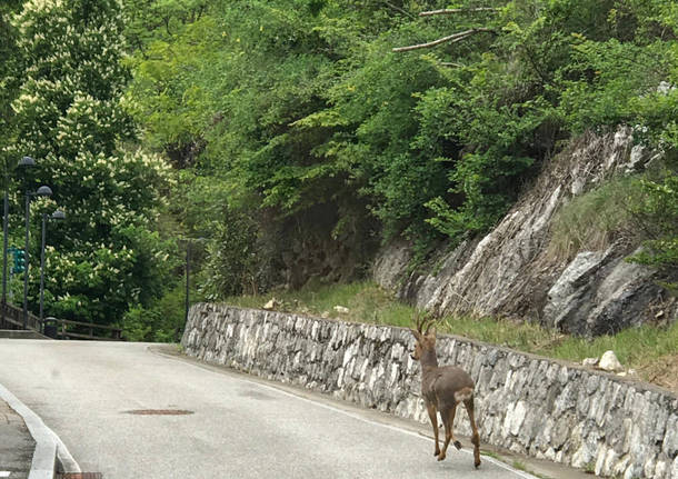 cervo sacro monte
