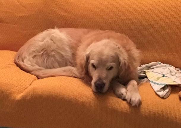 Jack si è perso a Cedrate