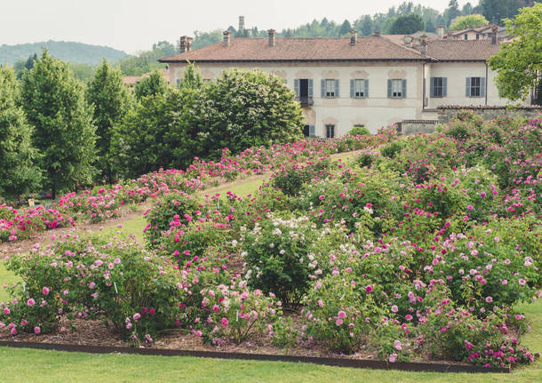 Il roseto di Villa Della Porta Bozzolo