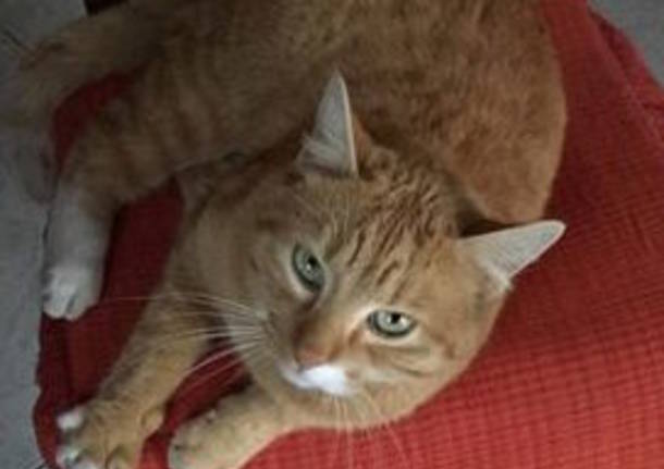 Si è smarrito Romeo