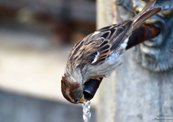 Tutti bevono a canna……