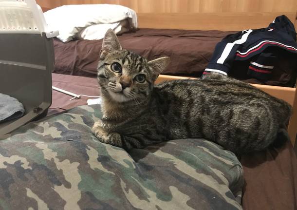 Un gattino al Montello