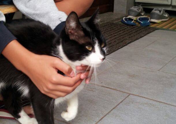 Gattino Velate