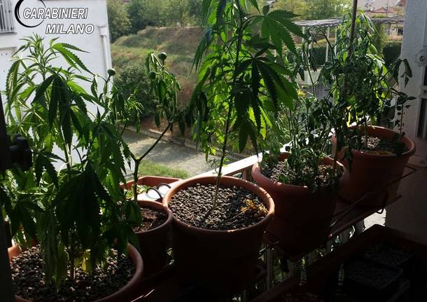 piante di marijuana