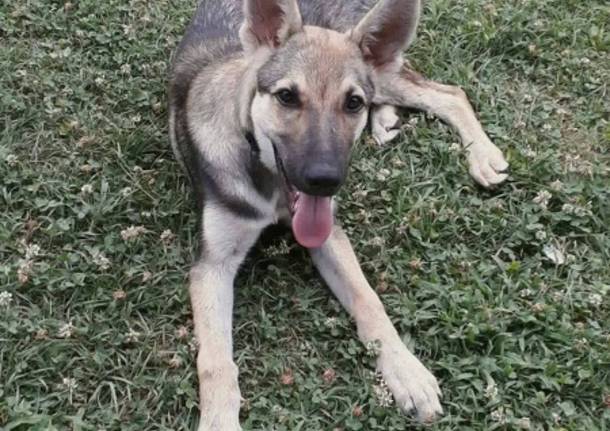 Il cucciolo Yarno è scappato a Castelletto