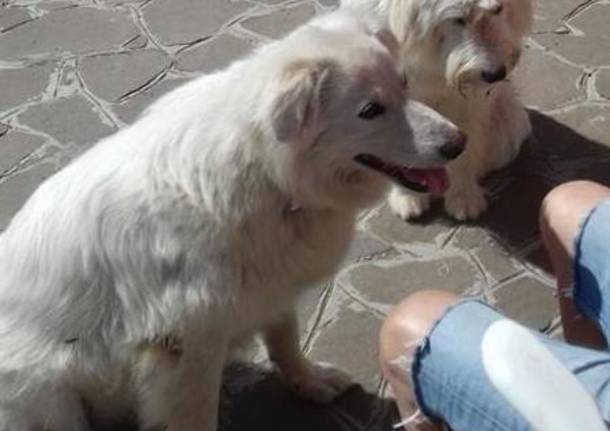 Due cagnoloni cercano casa