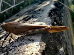 Primo piano di una cavalletta