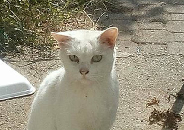 Qualcuno ha perso un micio bianco?