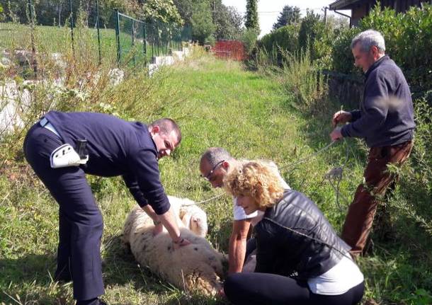 Pecora in fuga a Schianno