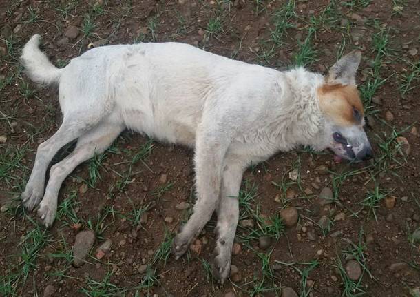 cane morto busto arsizio