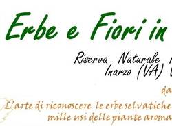 Incontri: Erbe selvatiche e piante aromatiche in cucina