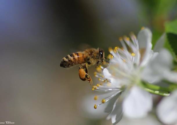 La frenetica raccolta del polline