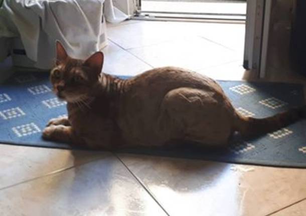 A “caccia” dei padroni di questo gatto