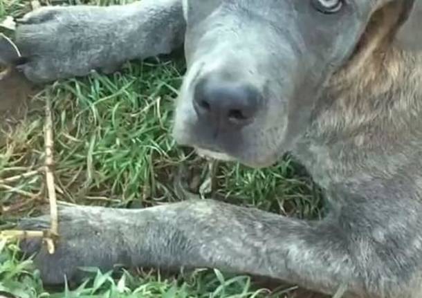 Poncho e Sky sono scappati. Aiutateci a ritrovarli